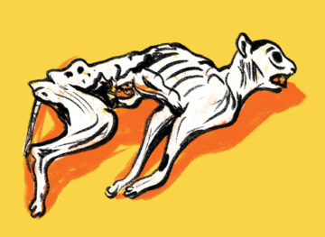 Grote Kerk Breda – Mummiekat Polleke